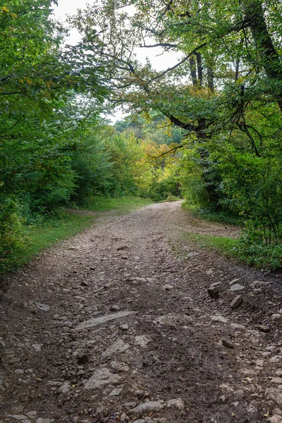 自然の中で秋の初め プライマー上の晴れた日に森を歩く — ストック写真