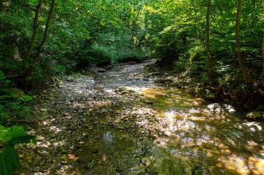 Yaz, doğal bir park, temiz havada yürümek, dağ nehrinin kanyonu boyunca, güneşli bir günde seyahat etmek için büyüleyici yerler..