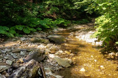 Yaz, doğal bir park, temiz havada yürümek, dağ nehrinin kanyonu boyunca, güneşli bir günde seyahat etmek için büyüleyici yerler..