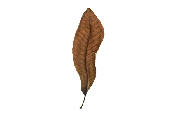 Dry leaf on white background — Stock Photo, Image