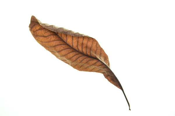 Dry leaf on white background — Stock Photo, Image