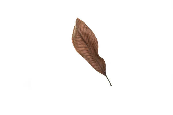 Dry leaf on white background — Stock Photo, Image