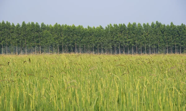 Hermoso campo de arroz en Tailandia —  Fotos de Stock