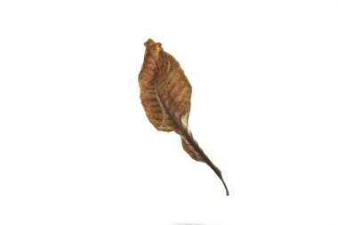 beyaz arkaplanda kuru yaprak