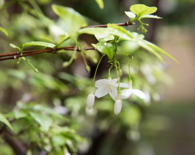 Orang Yasemin çiçek 