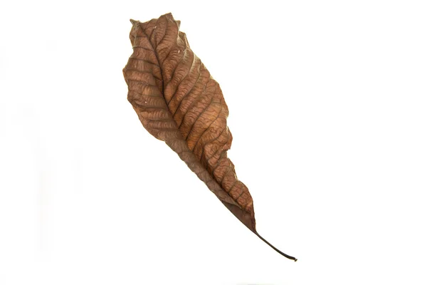 흰 배경에 있는 마른 나뭇잎 — 스톡 사진