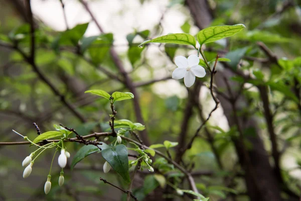 Orang Jessamine flor — Foto de Stock