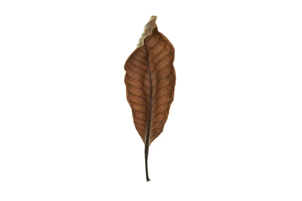 Dry leaf on white background — Stock Photo, Image