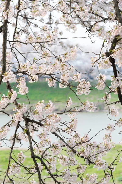 Flores de cereja na estação de primavera no japão — Fotografia de Stock