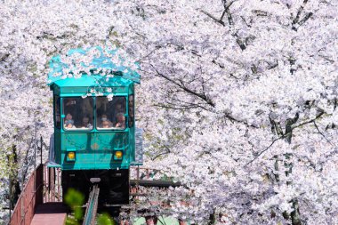 Miyagi, Japonya - 16 Nisan: Yamaç araba yolunda iz aşağı yapar