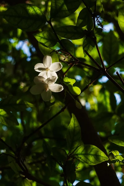 Blooming fundo jasmim — Fotografia de Stock