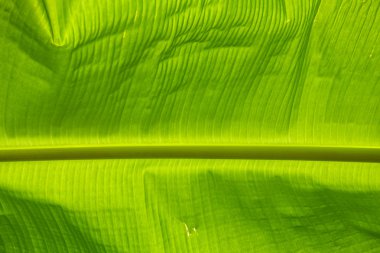 yeşil muz yaprağı arkaplanı 