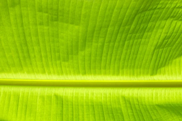 Fondo de hoja de plátano verde — Foto de Stock