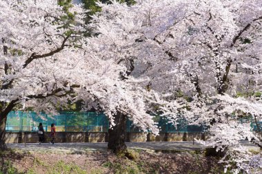 Fukushima, Japan - Nisan 15, 2016:Tsuruga hund tarafından çevrili kale