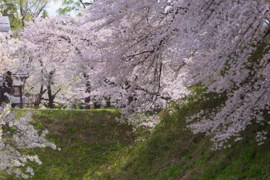 kiraz çiçekleri bahar