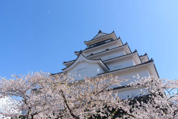 Castelo Tsuruga cercado por centenas de árvores sakura — Fotografia de Stock