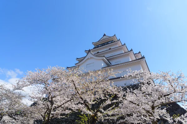 Château de Tsuruga entouré de centaines de sakura — Photo