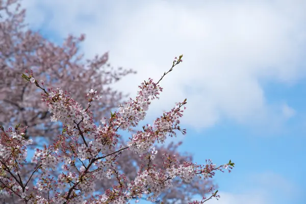 Kiraz çiçekleri mavi gökyüzü ile bahar