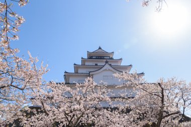 Tsuruga sakura ağaçların yüzlerce tarafından çevrili kale