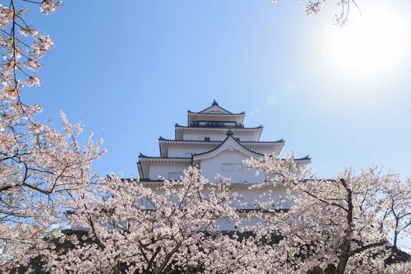 Castelo Tsuruga cercado por centenas de árvores sakura — Fotografia de Stock