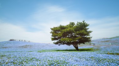 Nemophila, flower field at Hitachi Seaside Park in spring, Japan clipart