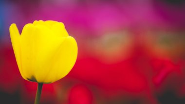 Sarı laleler. Bahar sezonu renkli Lale