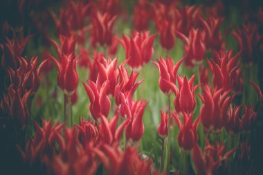 Kırmızı lale. Lale bahar sezonu