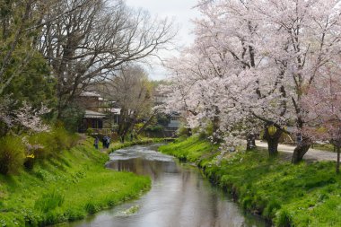 Oshino, Japonya - 20 Nisan 2016:Tourists ziyaret sakura Oshino yakın