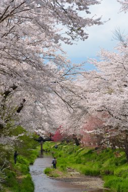 Oshino, Japonya - 20 Nisan 2016:Tourists ziyaret sakura Oshino yakın