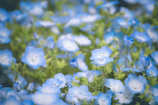 Nemophila, campo de flores em Hitachi Seaside Park na primavera, Japão — Fotografia de Stock