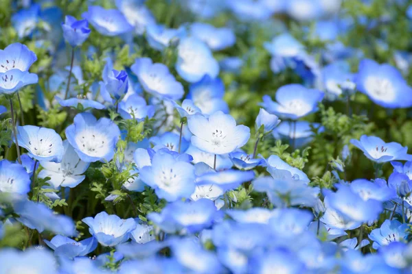 Nemophila or baby blue eyes — Stock Photo, Image