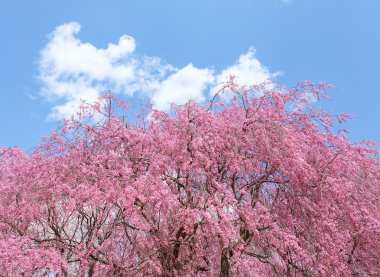 Mavi gökyüzü ile kiraz çiçeği