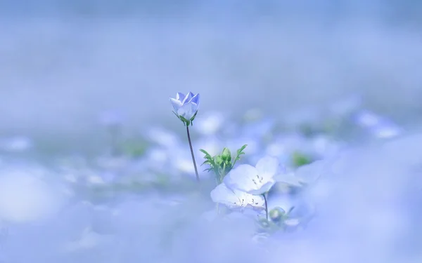 Foco suave, Nemophila ou olhos azuis do bebê — Fotografia de Stock