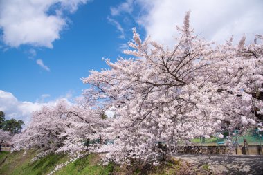 Kiraz çiçekleri ağaçlar Tsuruga Castle çevresinde