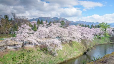 Kiraz çiçekleri ağaçlar Tsuruga Castle çevresinde