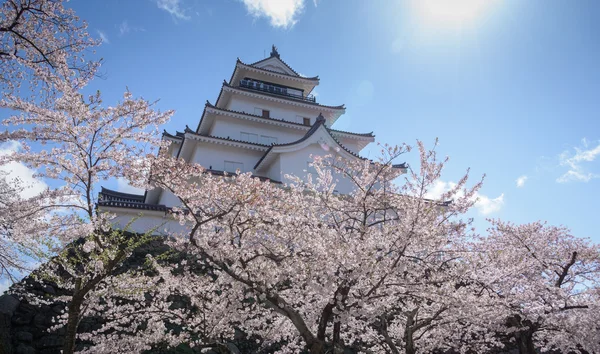 Castelo Tsuruga cercado por centenas de árvores sakura — Fotografia de Stock
