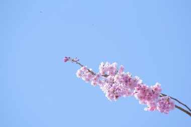 Bahar kiraz çiçeği, Japonya