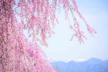 Kiraz çiçekleri, Kitakata, Fukushima