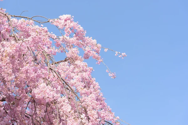 Jarní třešňového květu, Japonsko — Stock fotografie