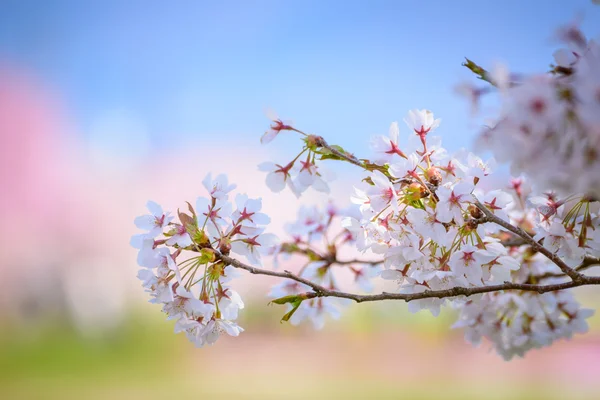 Japonya 'da bahar kiraz çiçeği