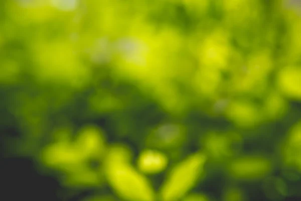 Tiivistelmä vihreästä luonnosta — kuvapankkivalokuva