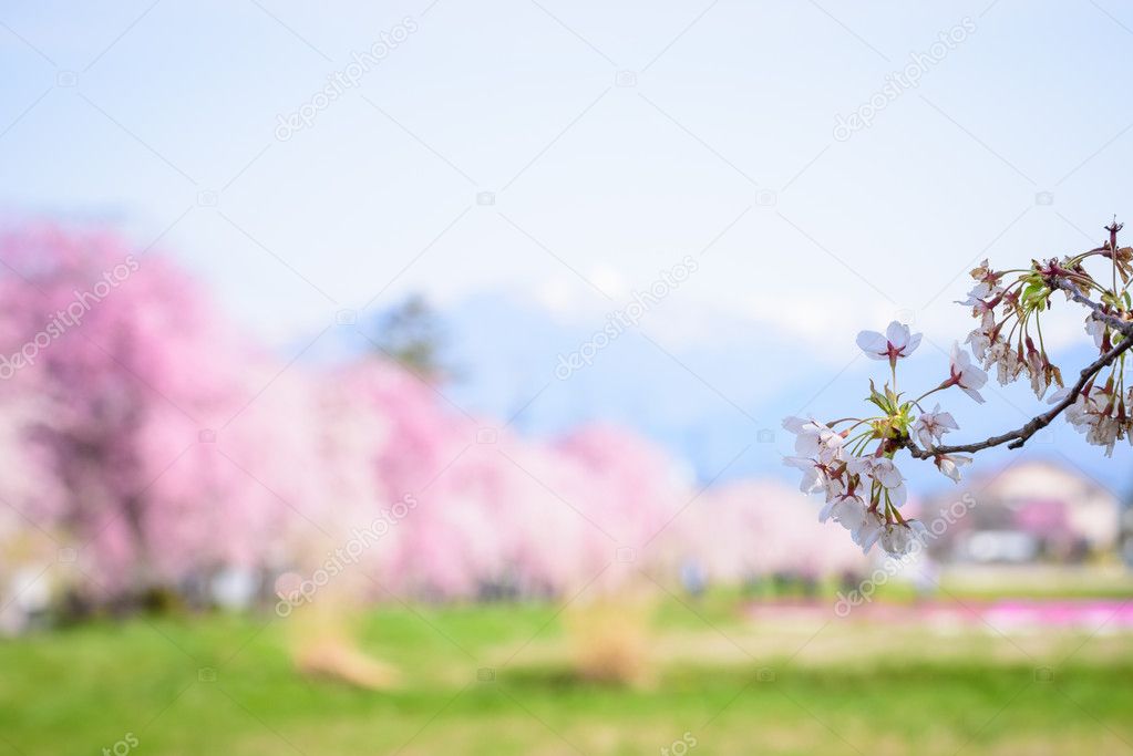 Cherry blossoms at Kitakata, Fukushima