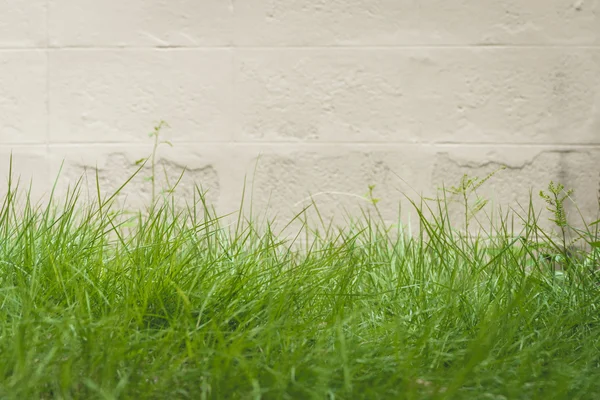 Green grass and cement wall background — Stock Photo, Image