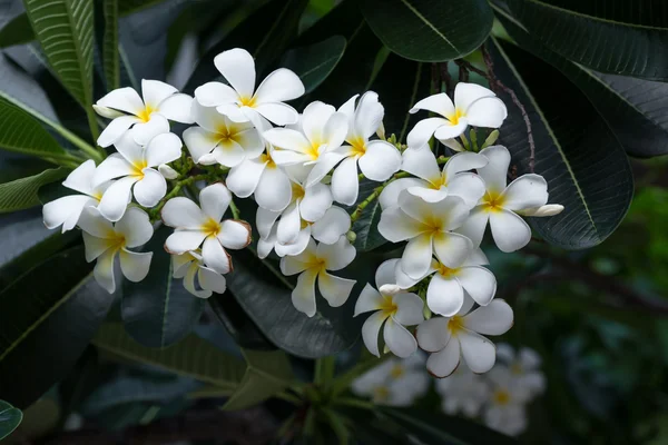 Vit Plumeria i naturen — Stockfoto