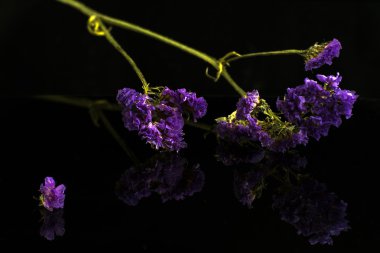 Siyah izole Limonium sinuatum Statice Salem çiçek