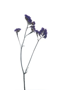 Limonium sinuatum Statice Salem çiçek üzerinde beyaz backgro izole