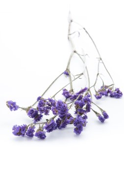 Beyaz arka plan üzerinde Statice çiçek