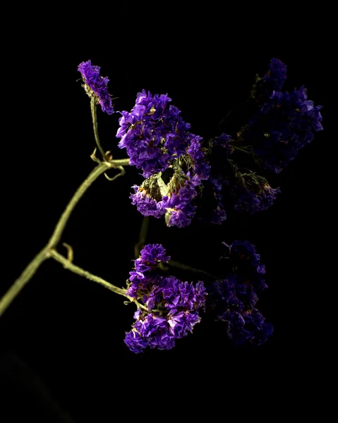 Limonium sinuatum Statice Salem flower isolated on black — Stock Photo, Image