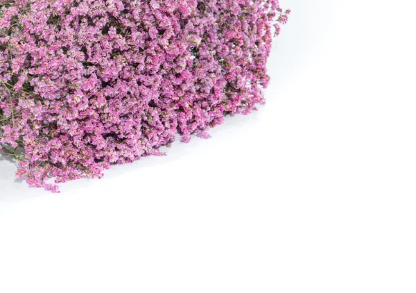 Pink flower on white background — Stock Photo, Image