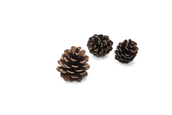 Brown pine cone isolated on white background — Stock Photo, Image